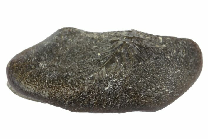 Fossil Crusher Shark (Ptychodus) Tooth - Kansas #152327